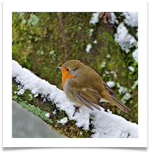 BY 7 - Robin in the Snow - Chris Beesley